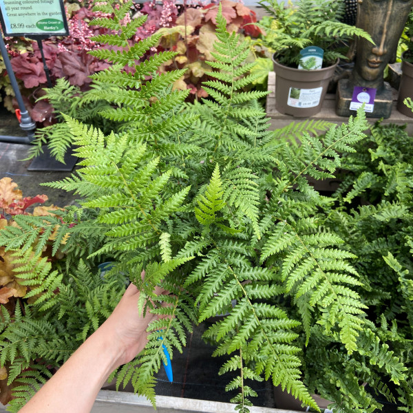 Hardy Fern Dicksonia Antarctica 3L pot – buy online or call 0151 526 1577